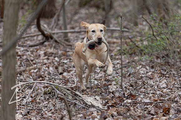 ShedHuntSat61