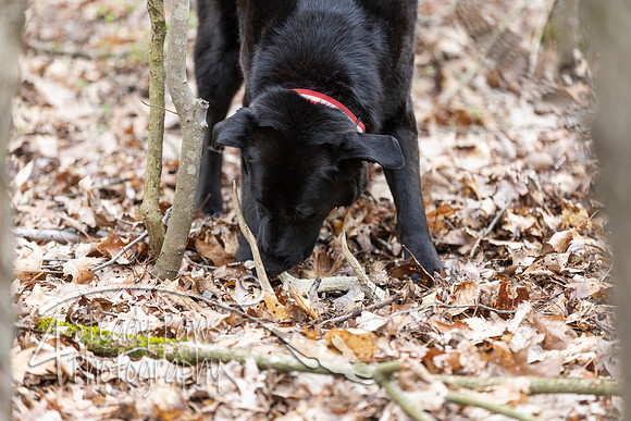ShedHuntSat153