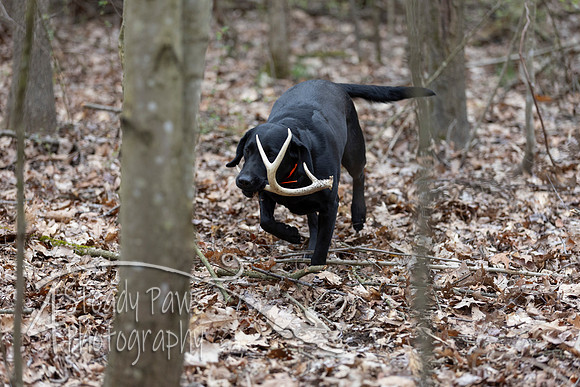 ShedHuntSat206