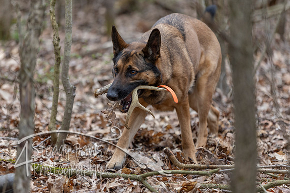 ShedHuntSat123