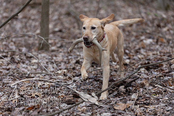 ShedHuntSat76