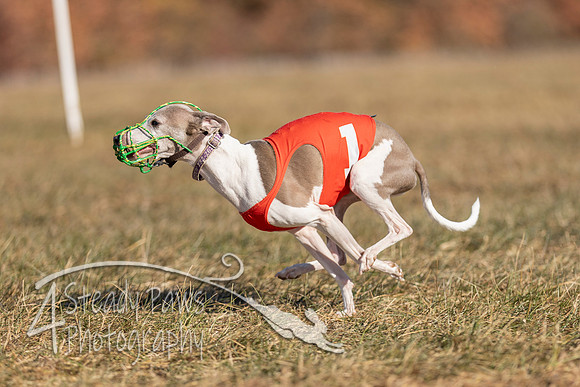 AutumnDerby142