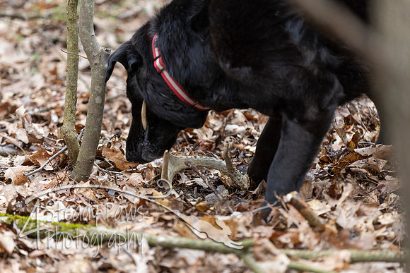 ShedHuntSat154