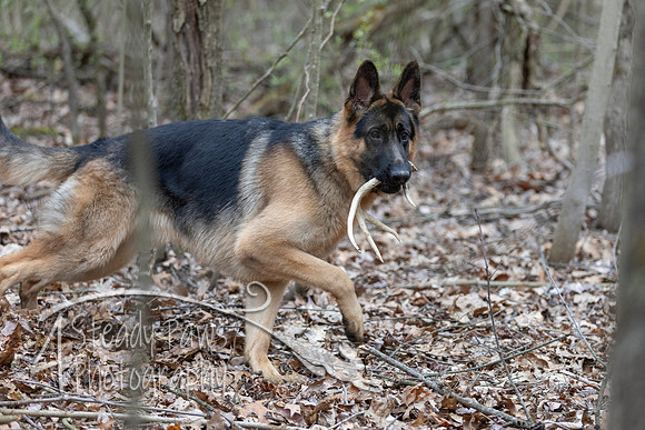 ShedHuntSat172