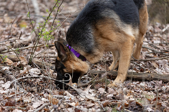 ShedHuntSat179