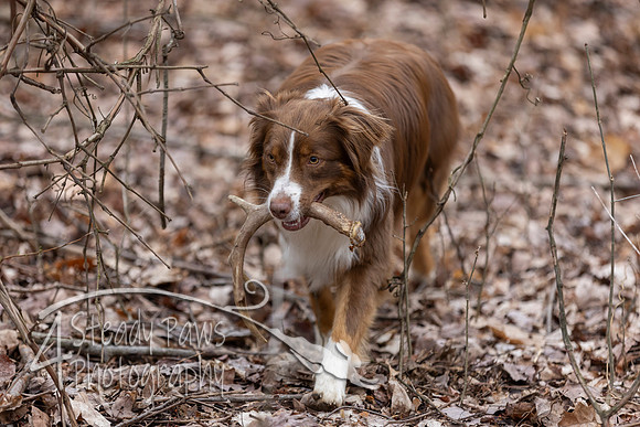 ShedHuntSat227