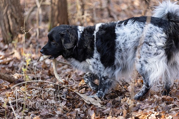 ShedHuntSat33