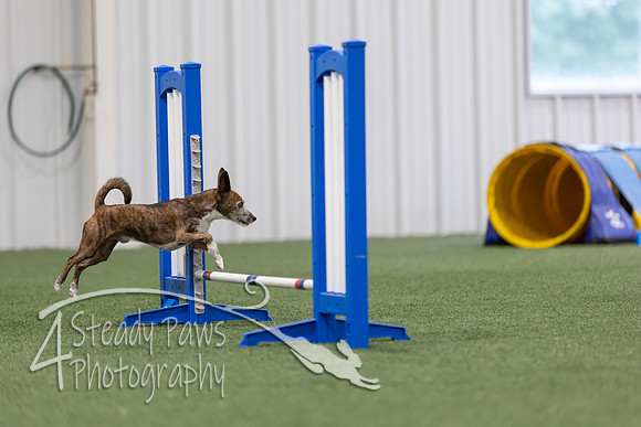 MastersSeriesAgility2026377