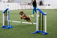 BegNovAgility202604