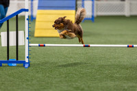 BegNovAgility202611