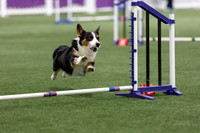 Speedstakes202613