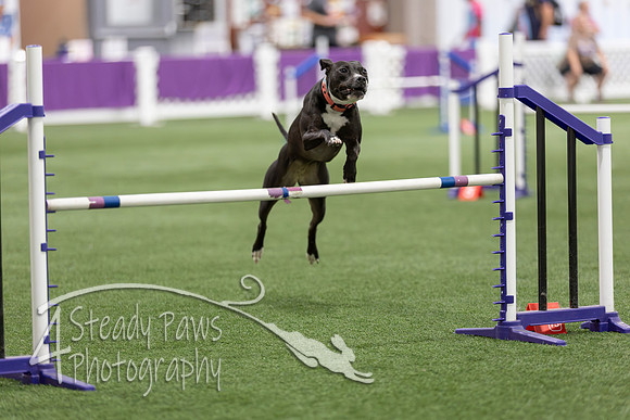 Speedstakes2026425