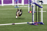 Speedstakes202610