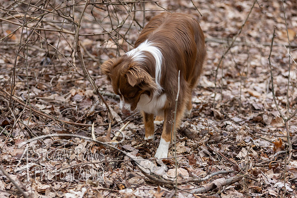 ShedHuntSat230