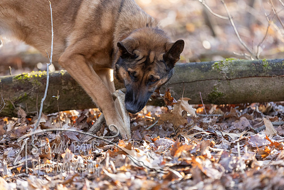 ShedHuntSat25