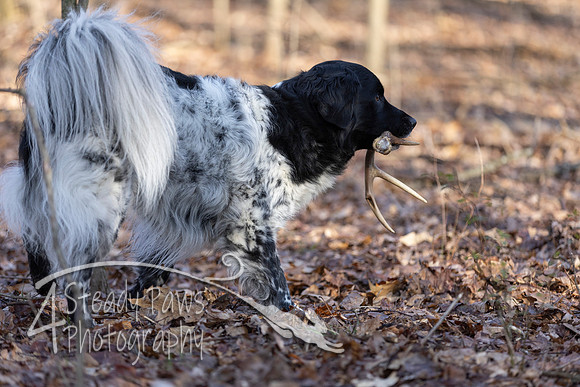 ShedHuntSat44