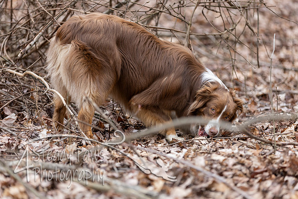 ShedHuntSat231