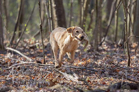ShedHuntSat63