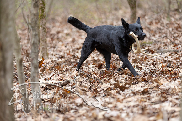 ShedHuntSat236