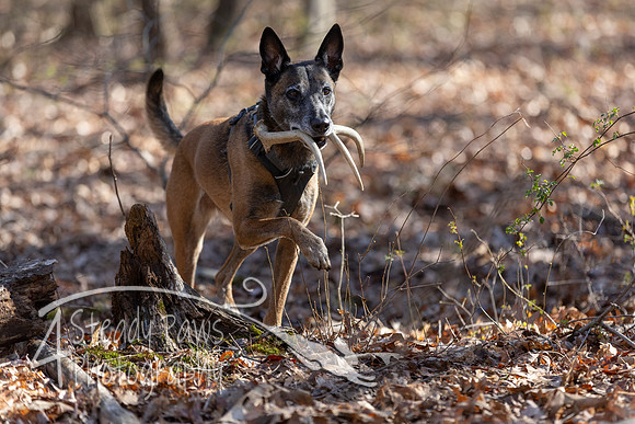 ShedHuntSat99