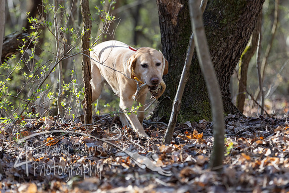 ShedHuntSat78