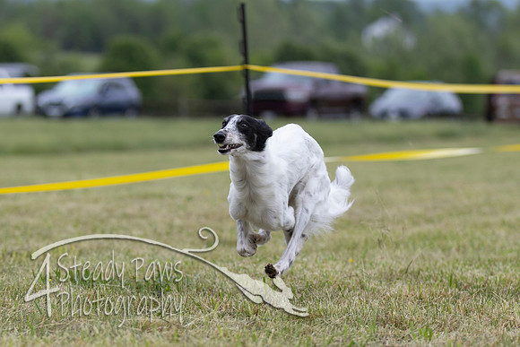 FastDash19