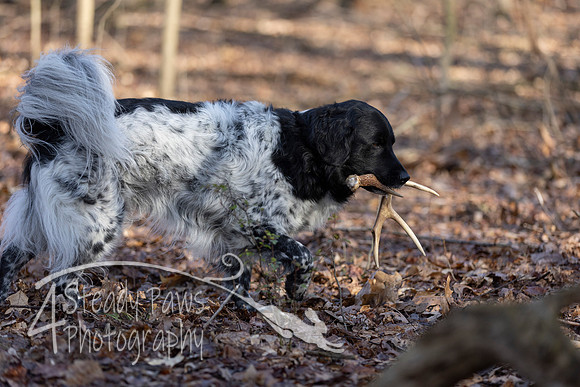 ShedHuntSat45