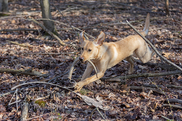 ShedHuntSat52