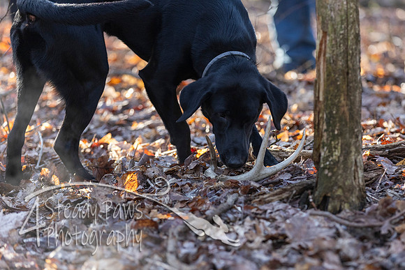 ShedHuntSat01