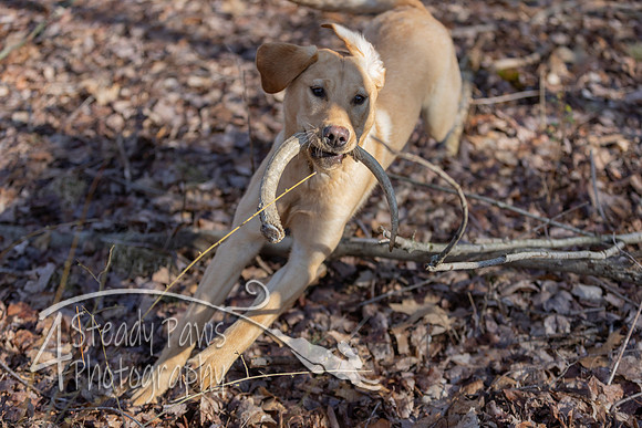ShedHuntSat54