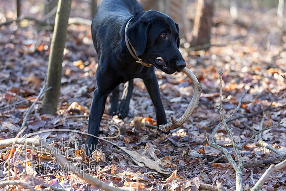 ShedHuntSat09