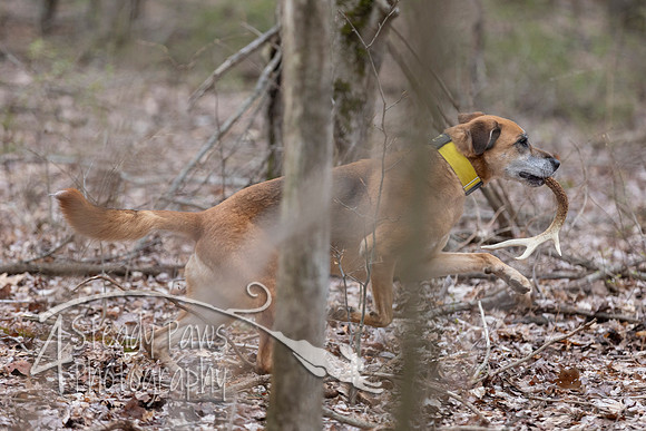 ShedHuntSat08