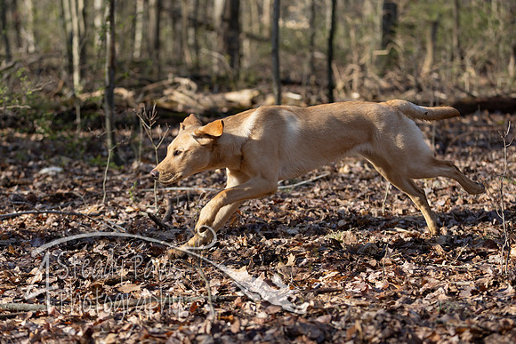 ShedHuntSat49