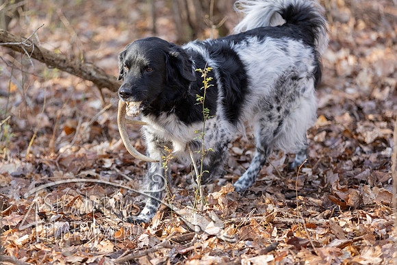 ShedHuntSat34
