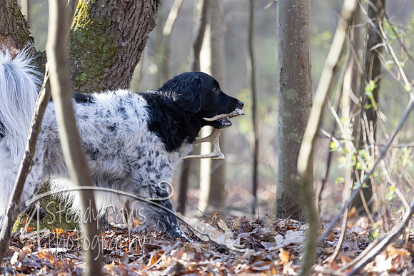 ShedHuntSat39