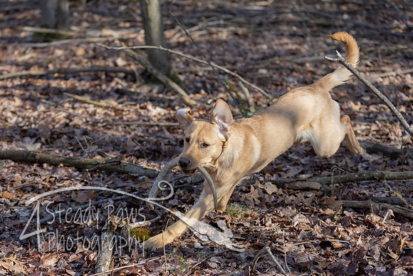 ShedHuntSat53
