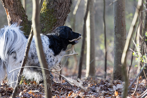 ShedHuntSat38