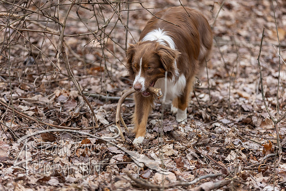 ShedHuntSat229