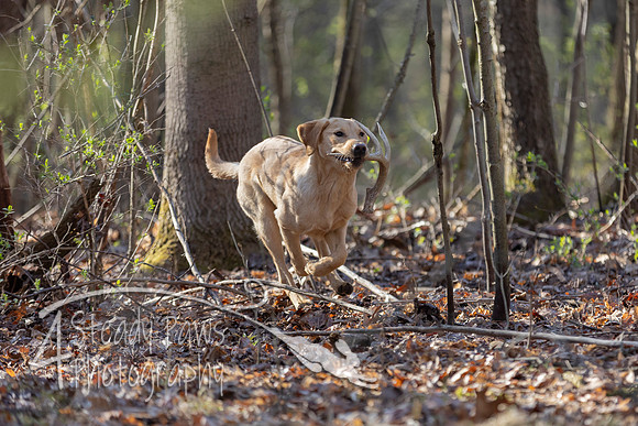 ShedHuntSat61