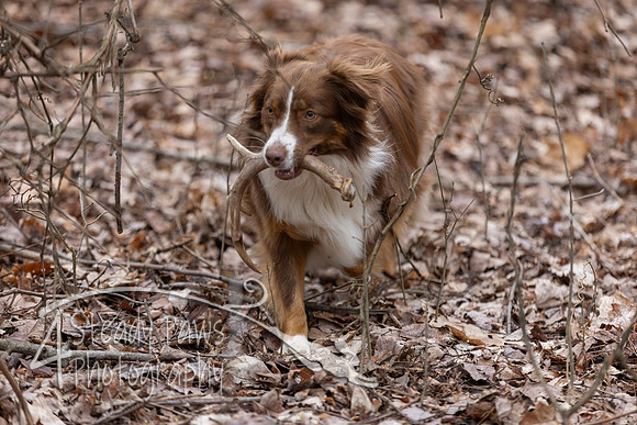 ShedHuntSat225