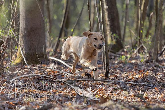 ShedHuntSat62