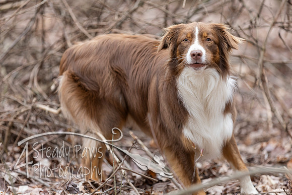 ShedHuntSat234