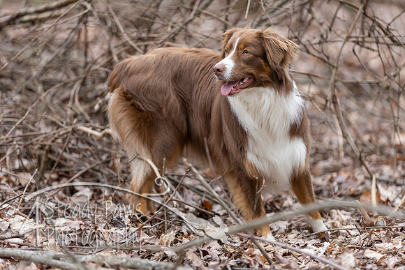 ShedHuntSat233