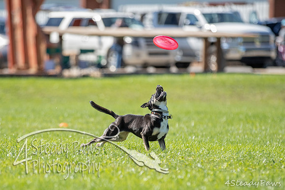 2020DiscChampionship_2017