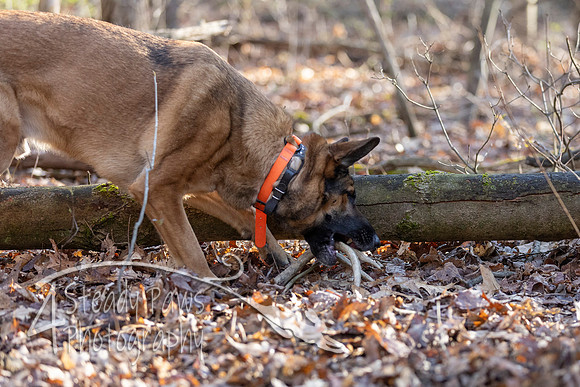 ShedHuntSat20