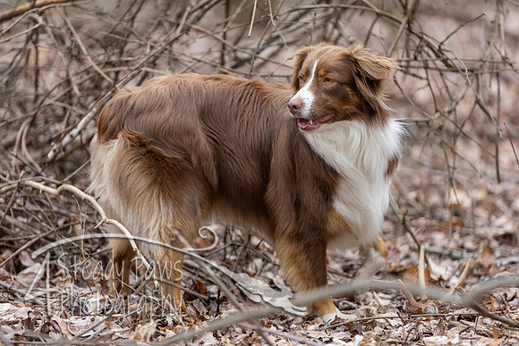 ShedHuntSat232