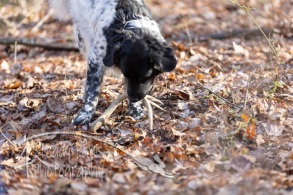 ShedHuntSat40