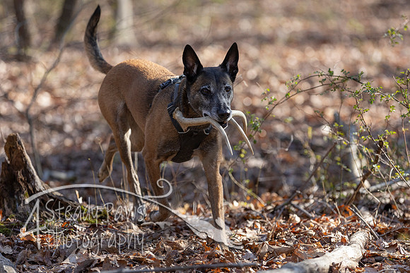 ShedHuntSat100