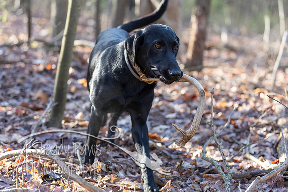 ShedHuntSat10