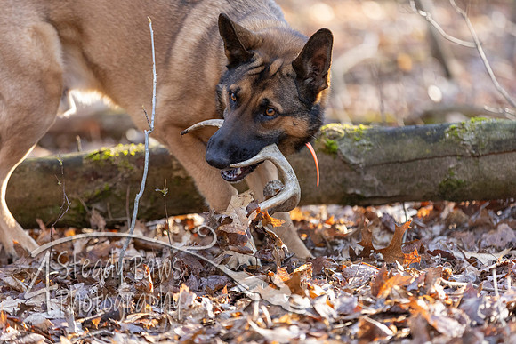ShedHuntSat29